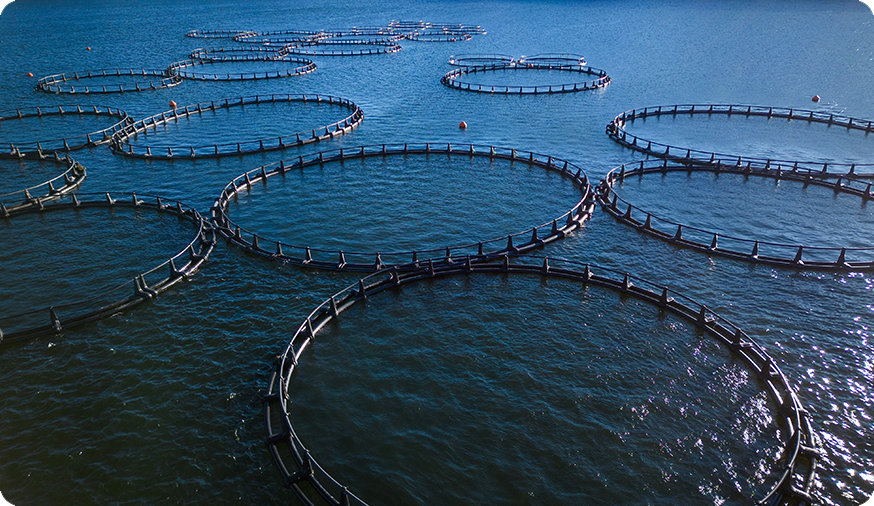 Seafood Export Financing